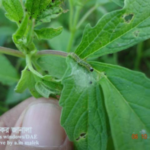 তিলের পাতামোড়ানো পোকা