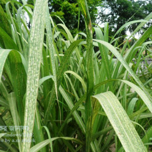 আখের সাদা মাকড়