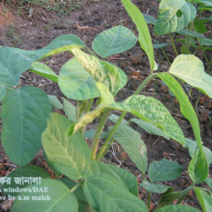 সয়াবিনের পাতামোড়ানো পোকা