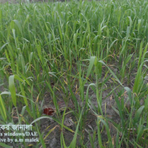গমের পাতা ঝলসানো রোগ