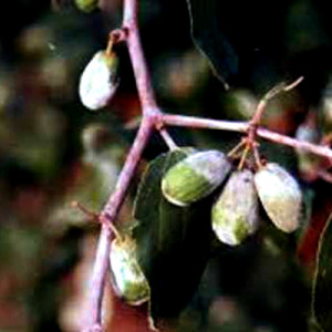 কুলের পাউডারি মিলডিউ রোগ