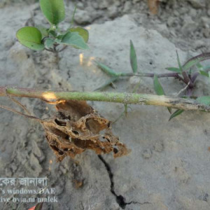 ঢেঁড়শের গোড়া পচা রোগ